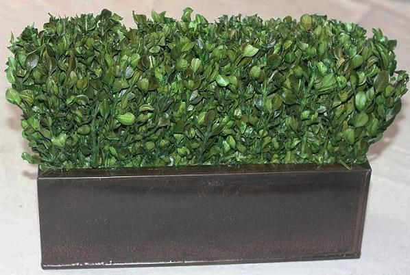 14" Boxwood Hedge - Click Image to Close